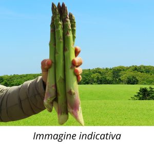 5 Semi di Asparago gigante