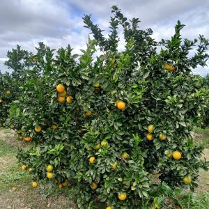 6 kg Arance Navel Cara Cara (cassetta pezzatura mista)