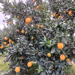 6 kg Arance Navel (cassetta pezzatura mista)